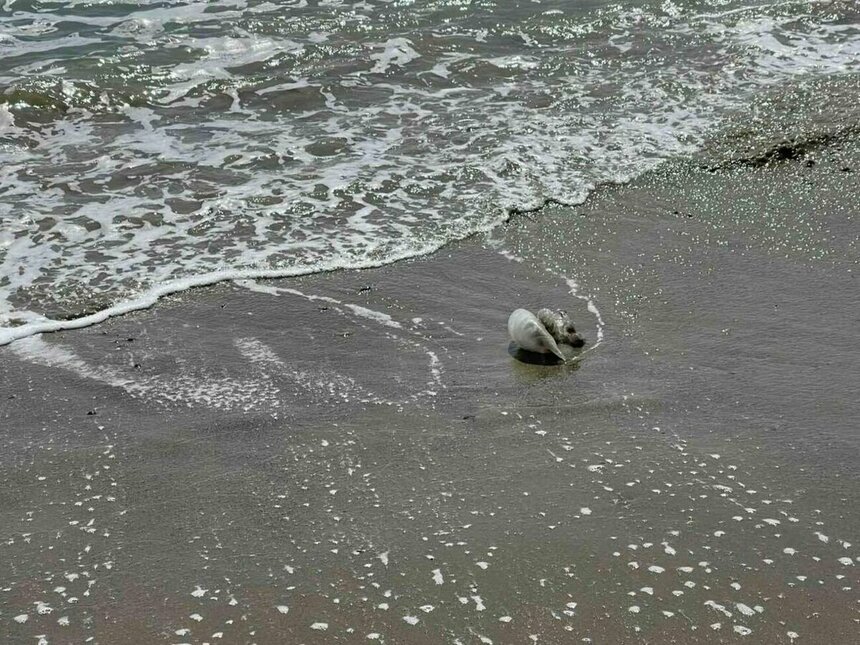 Опасные медузы продолжают появляться на пляжах Кипра: фото 2