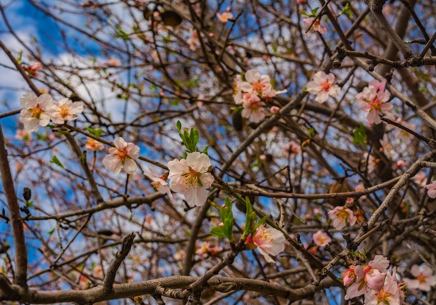 Цветение миндаля на Кипре — признак наступающей весны! : фото 27