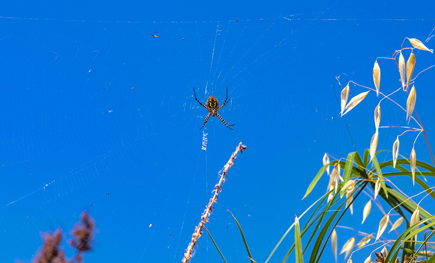 Аргиопа — кипрский ядовитый паук-оса: фото 9