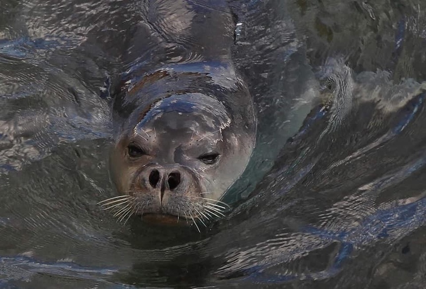 Кипрские тюлени — самые фотогеничные в мире! (фото) : фото 3