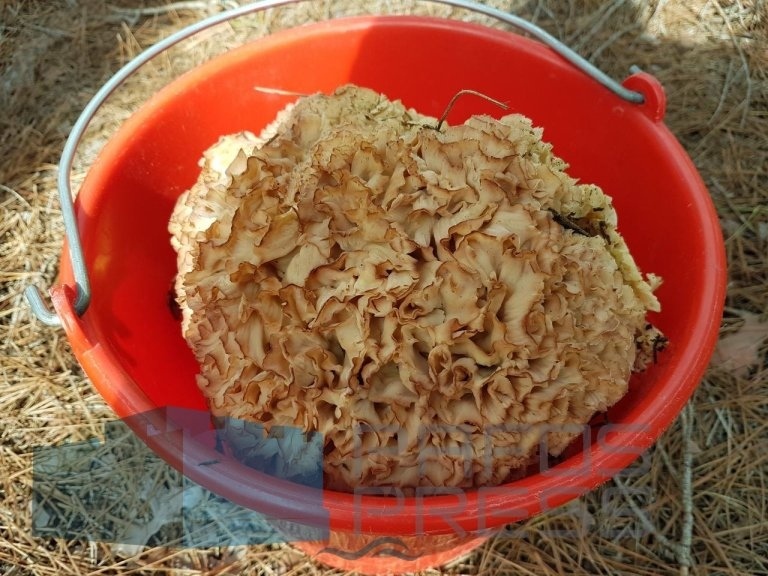 Вот это да! На Кипре нашли редкий гриб весом 2,5 килограмма: фото 2