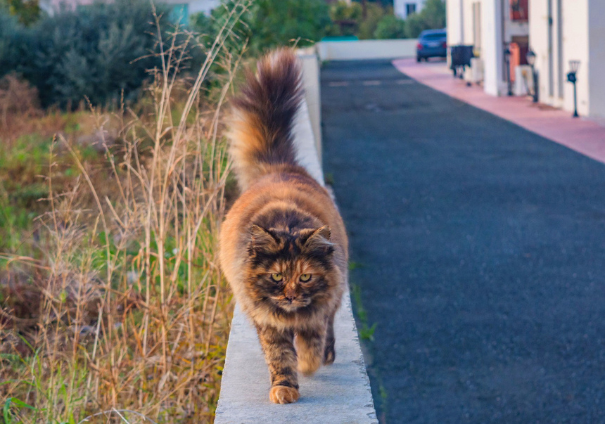 Пушистое чудо: кипрские кошки, которые не оставят равнодушным абсолютно никого!: фото 17