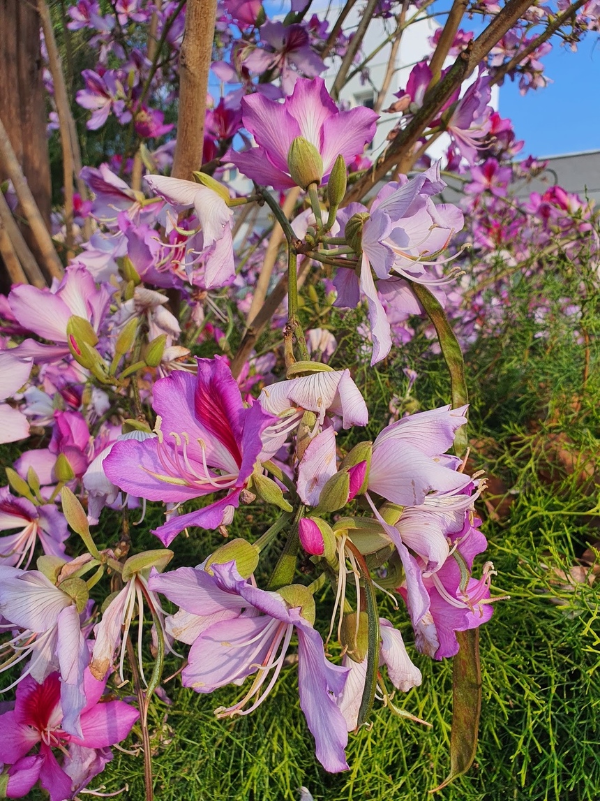 Орхидея или крылья бабочки: загадочная баугиния на Кипре: фото 3