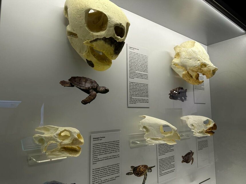 Музей черепах Иния-Лара в округе Пафос: фото 6