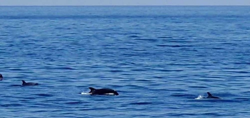 К берегам Кипра приплыла стая дельфинов!: фото 3