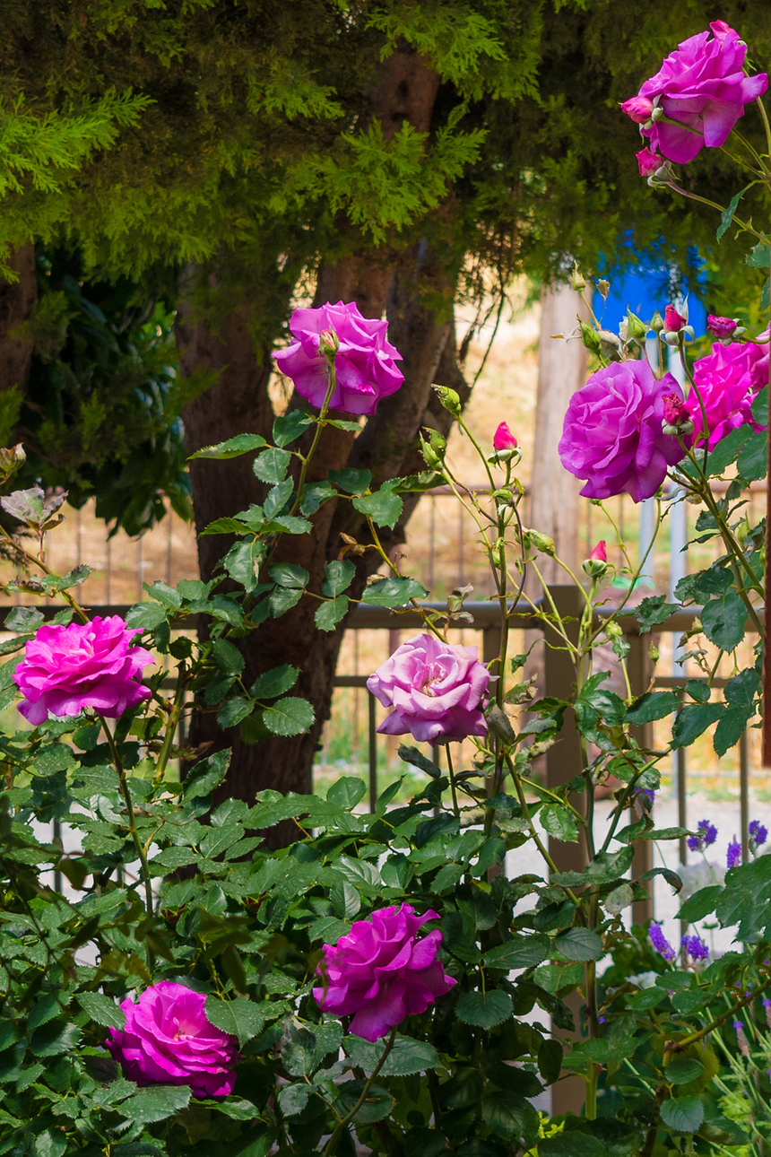 Конец апреля на Кипре - время роз! : фото 11