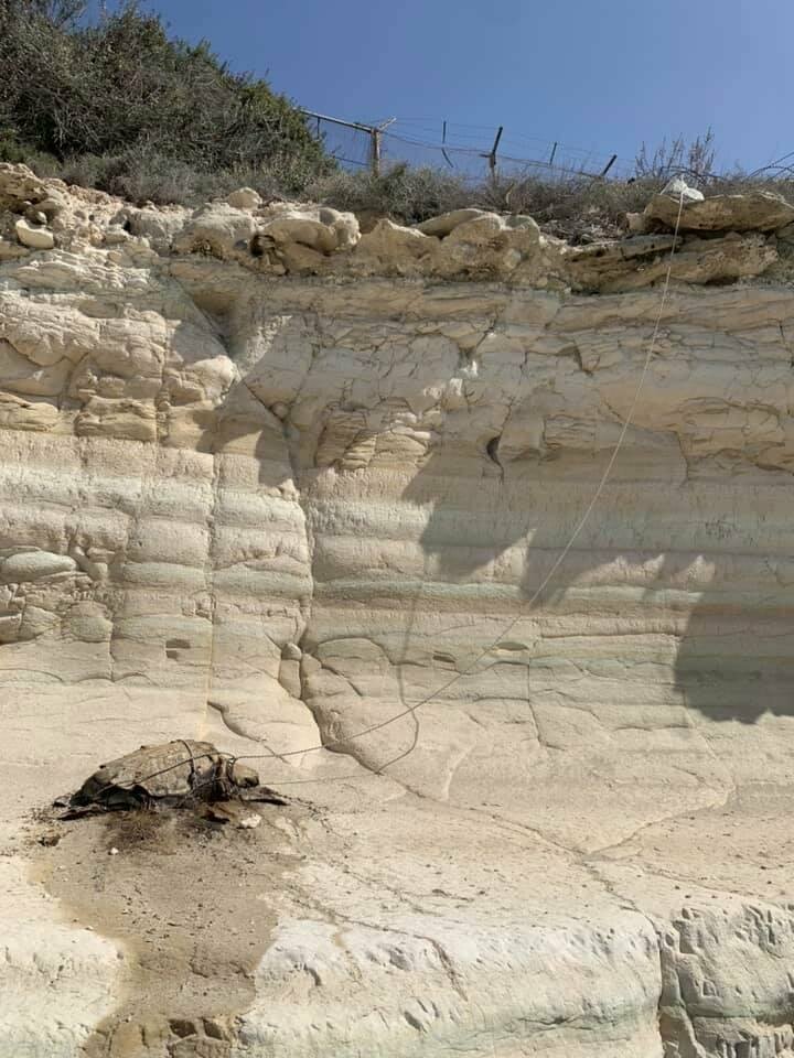 На Кипре найдена мертвая черепаха, привязанная к камням : фото 2
