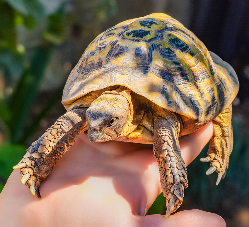 Сухопутная черепаха на Кипре в домашних условиях: фото 11