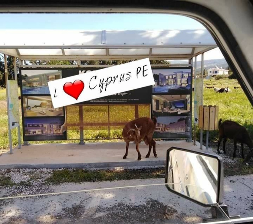 "Ехали медведи на велосипеде": Курьезные и странные случаи на кипрских дорогах! : фото 12