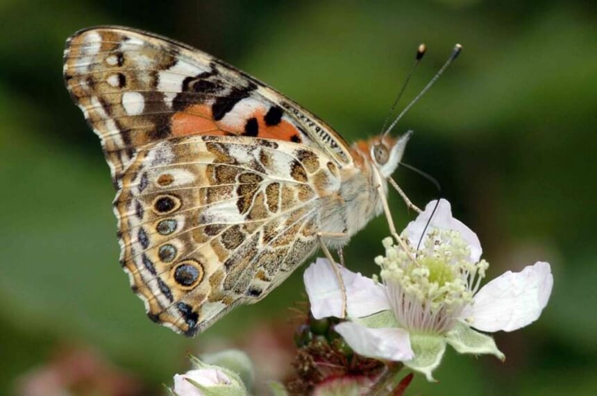​На Кипр прилетела очередная партия потрясающих бабочек: фото 2