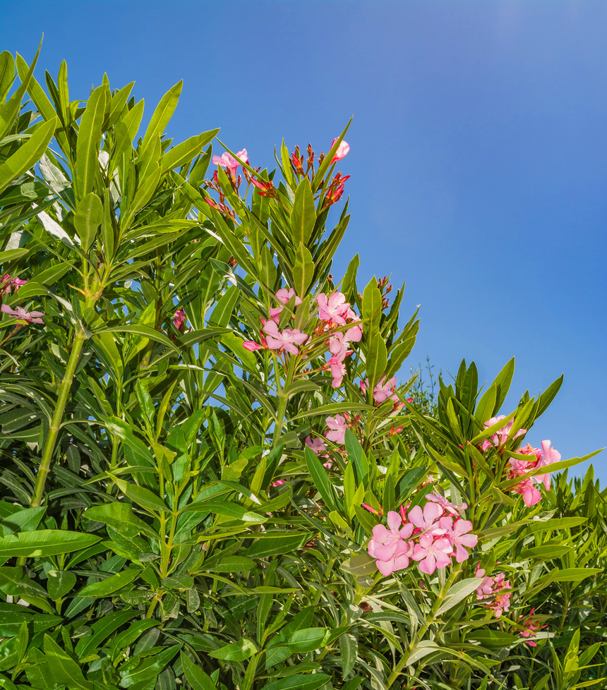 Олеандр — кипрский цветок-загадка: фото 13