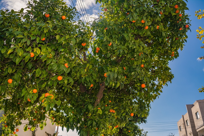 Март - ароматный сезон цветения апельсинов на Кипре!: фото 9
