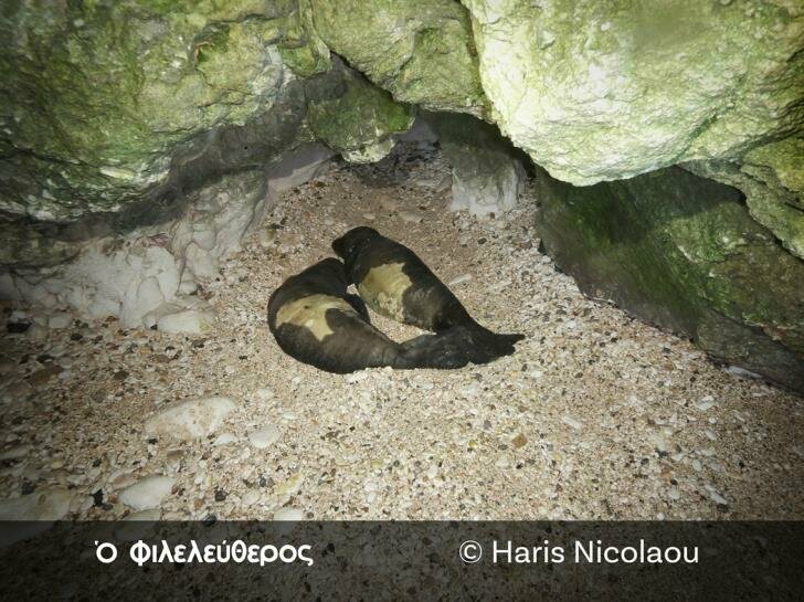 На Кипре родились два тюленя Монаха: фото 4