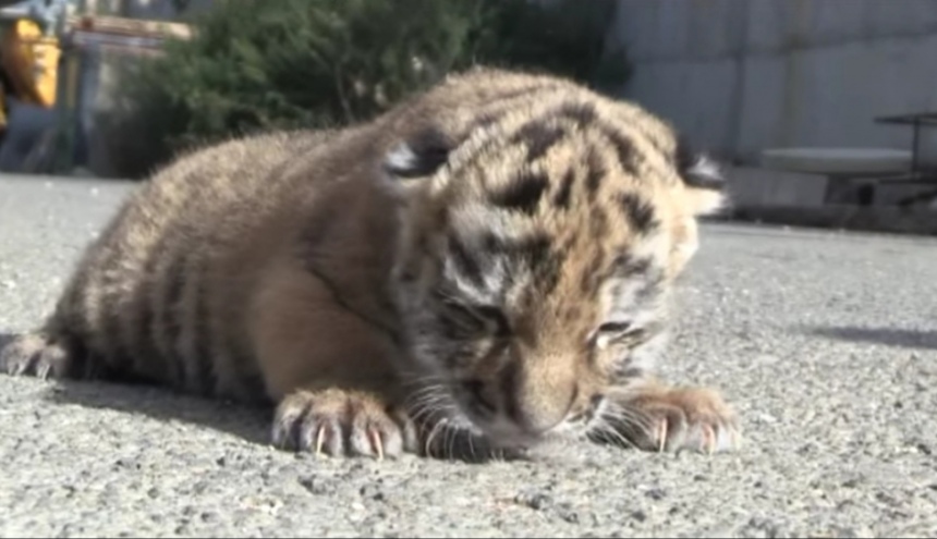 Радость-то какая! В зоопарке Пафоса родился редкий амурский тигрёнок: фото 2