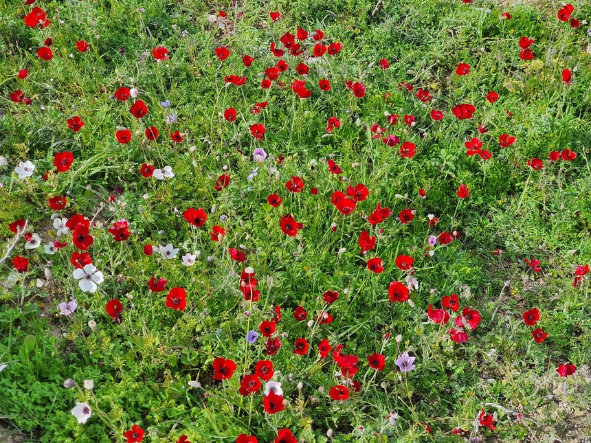 На Кипре расцвели потрясающие Анемоны: фото 21