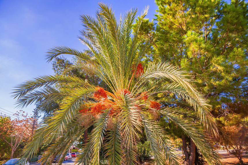 ТОП-20 фактов о кипрских финиках и финиковых пальмах!: фото 2