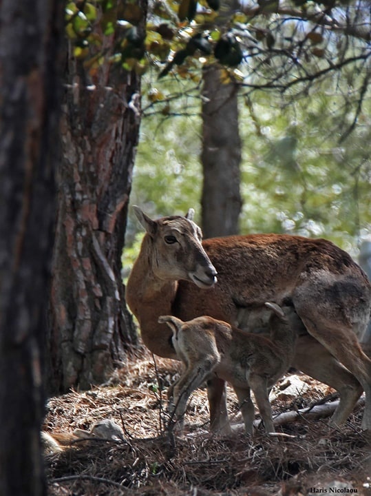 Департамент лесного хозяйства Кипра опубликовал уникальное фото с муфлонами: фото 2