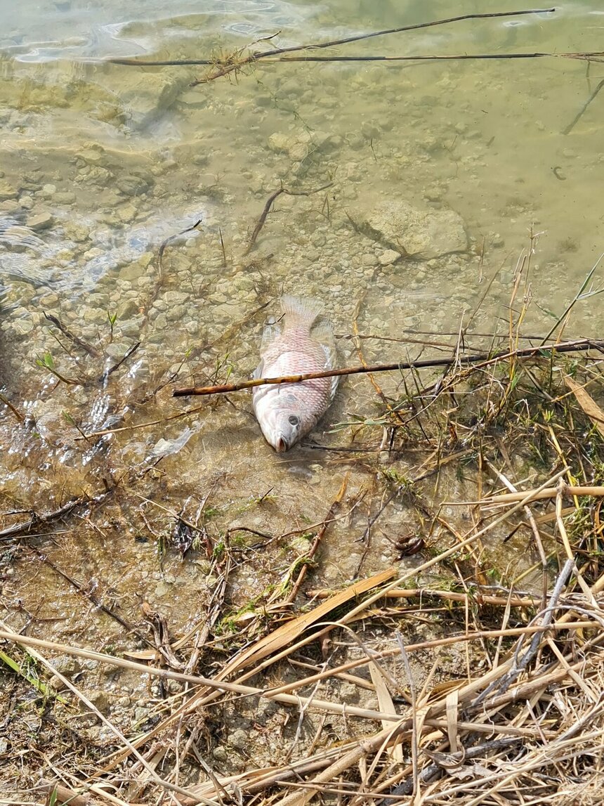 В водохранилище Ахны обнаружены десятки мертвых рыб: фото 3