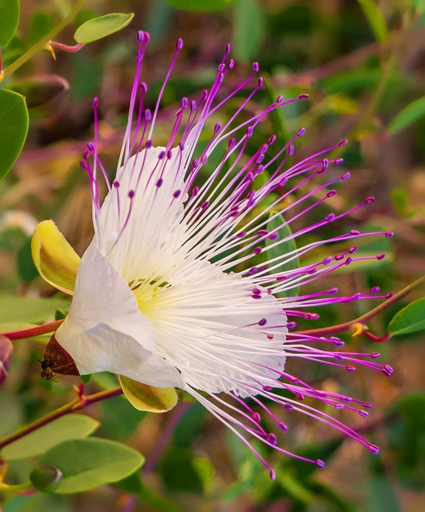Топ-10 самых красивых и удивительных растений Кипра 2020 года: фото 32