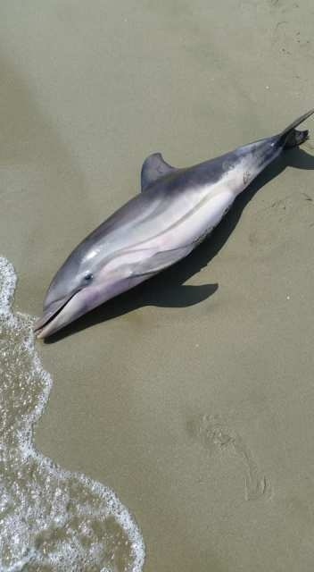 На пляже Ледис Майл нашли мертвого дельфина: фото 3