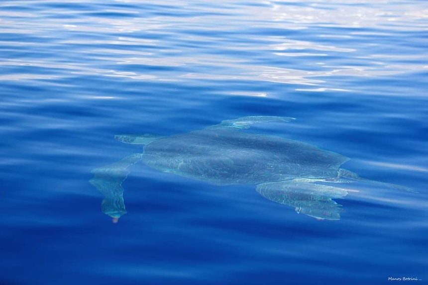 К берегам Лимассола приплыли огромные черепахи: фото 6