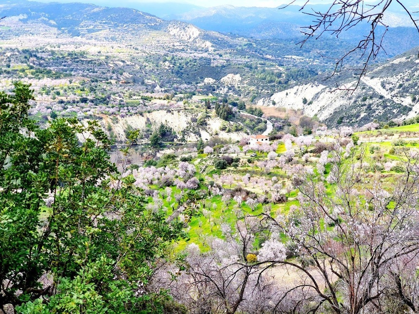 На Кипре в разгаре волшебное и фантастически красивое время цветения миндаля: фото 3
