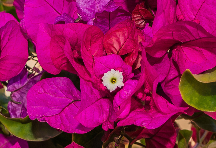Потрясающее зрелище - цветущая бугенвиллия на Кипре: фото 14
