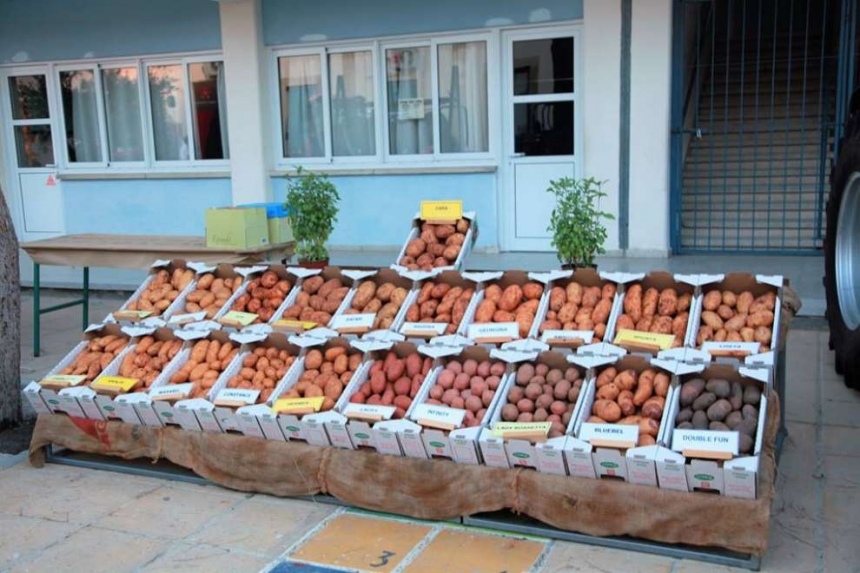 На Кипре пройдет Фестиваль картофеля: фото 2