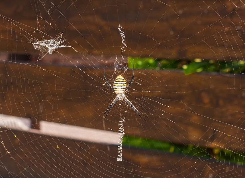 Аргиопа — кипрский ядовитый паук-оса: фото 10