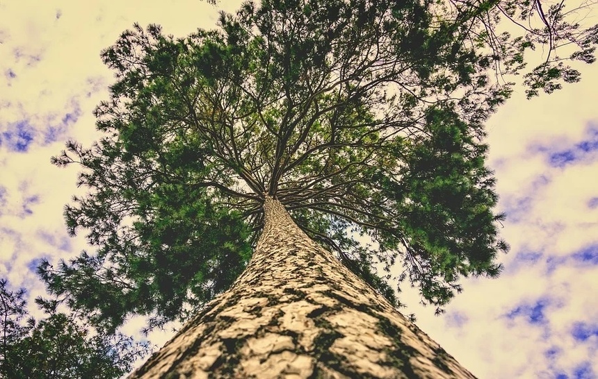 Ученые обратились к киприотам с просьбой защить 800-летние деревья: фото 4