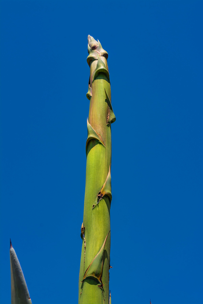 Агава — чрезвычайно полезное и уникальное кипрское растение: фото 28
