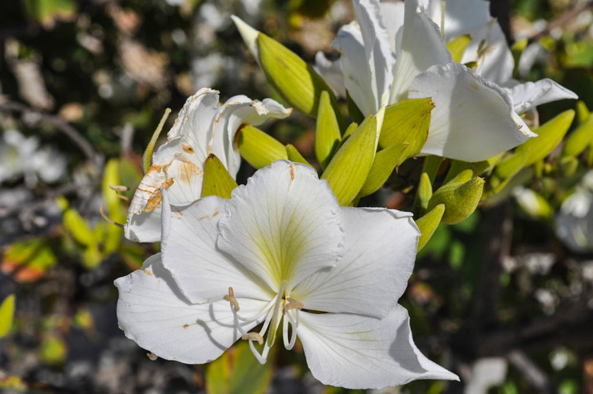 Орхидея или крылья бабочки: загадочная баугиния на Кипре: фото 14