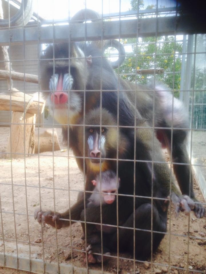 В зоопарке Пафоса родился редкий детеныш обезьяны мандрил: фото 3