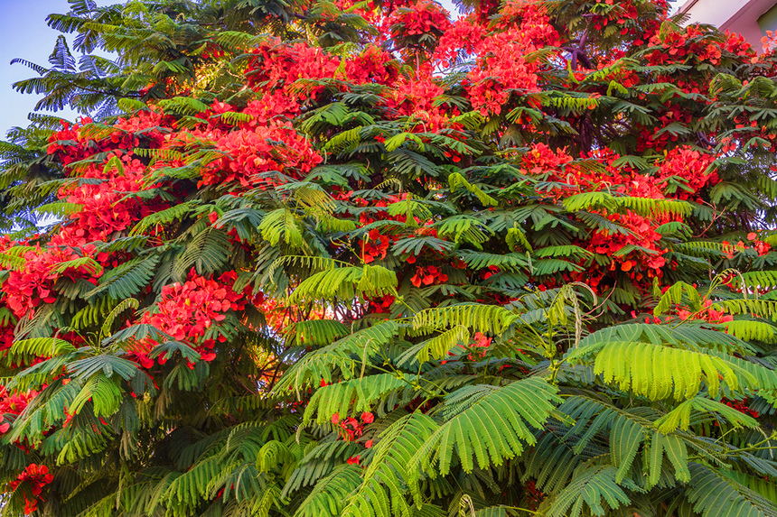Делоникс королевский — прекасное цветущее дерево на Кипре: фото 9