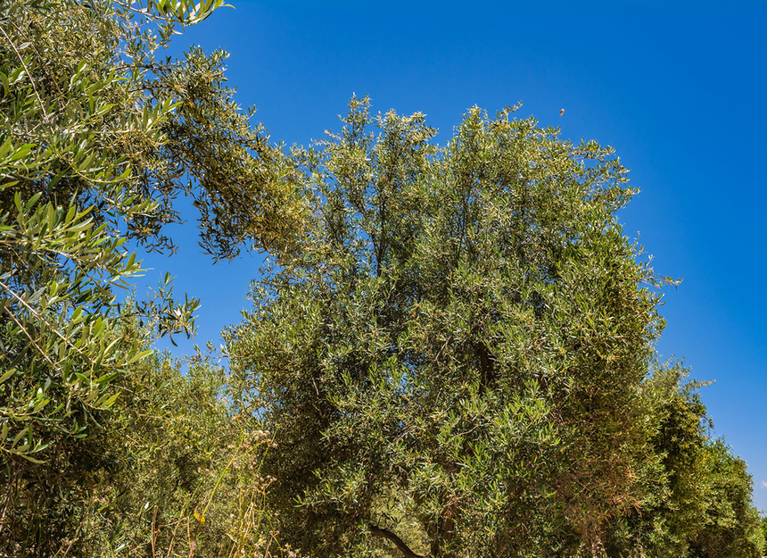 В мае на Кипре в цвету оливковые деревья! : фото 12