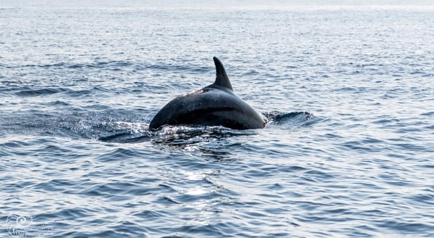 Невероятно! В Лимассоле дельфины подплыли к самому берегу и купались вместе с отдыхающими: фото 2