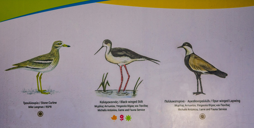 Озеро Ороклини - фантастическая охраняемая природная зона на Кипре и место для наблюдения за птицами : фото 34