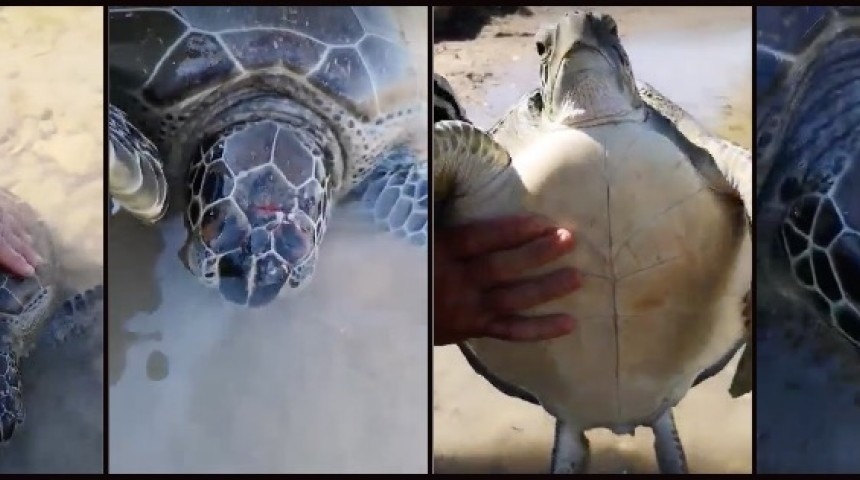 На Кипре нашли раненую черепаху: фото 2