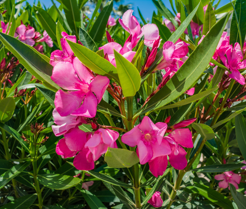 Олеандр — кипрский цветок-загадка: фото 9