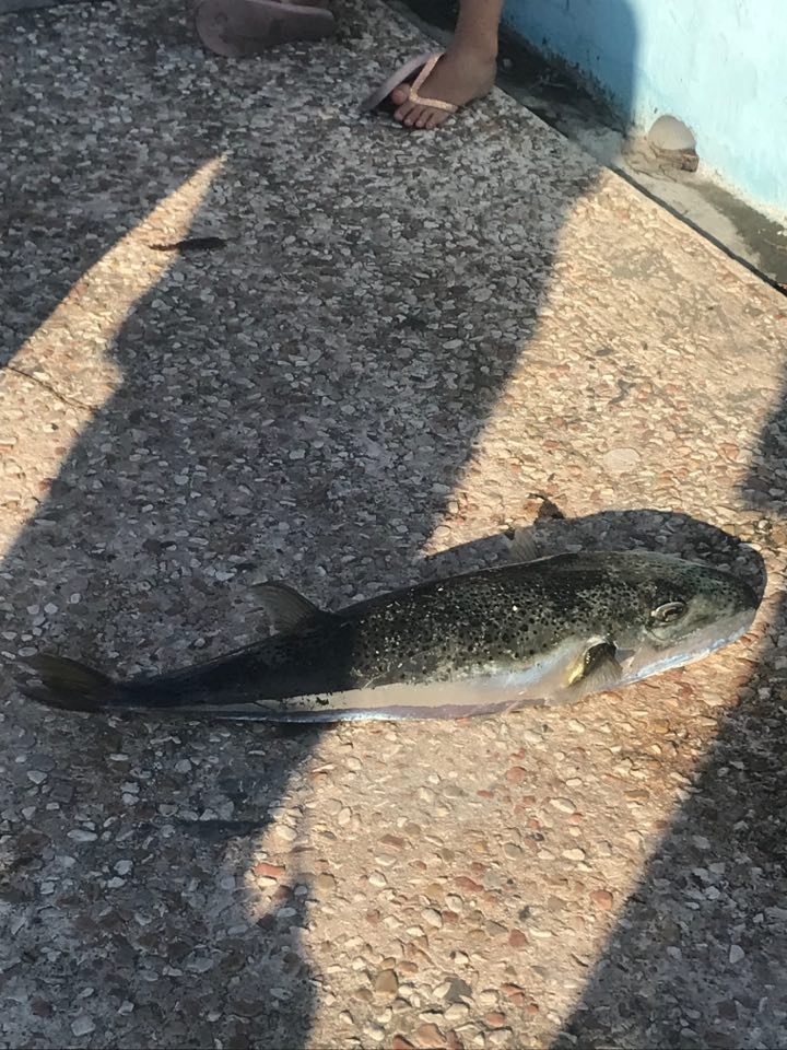 В Лимассоле смертельно ядовитая рыба покушалась на туристку: фото 2