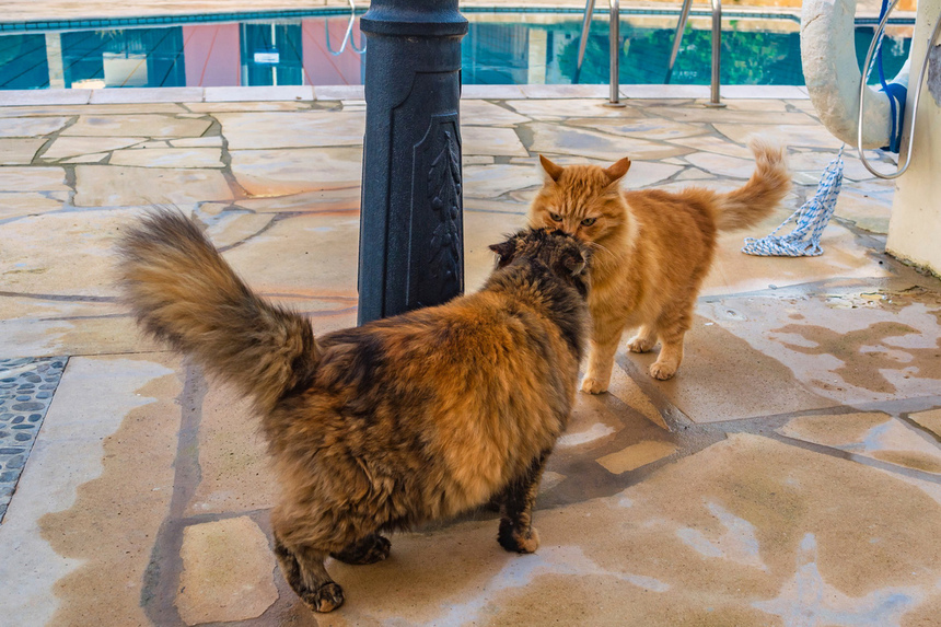 Пушистое чудо: кипрские кошки, которые не оставят равнодушным абсолютно никого!: фото 37