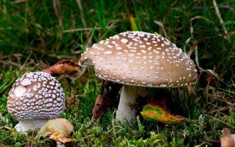 Ядовитые и галлюциногенные грибы Кипра: фото 15