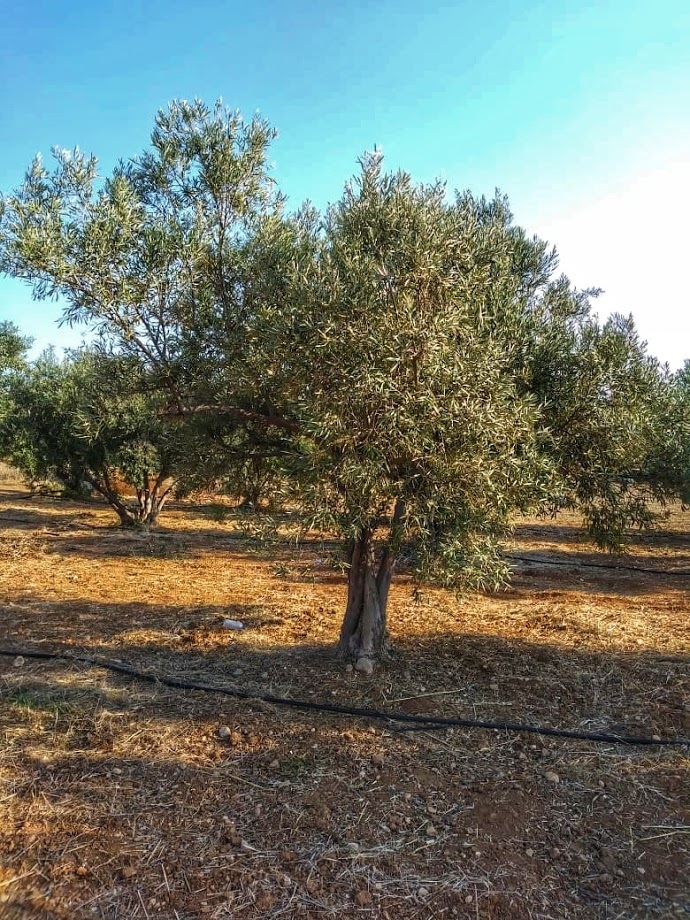Легенды Кипра. Оливковое дерево.: фото 18