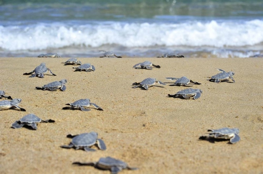 Paramali Turtle Beach - красивый пляж на Кипре, который полюбился морским черепахам! (Фото): фото 20