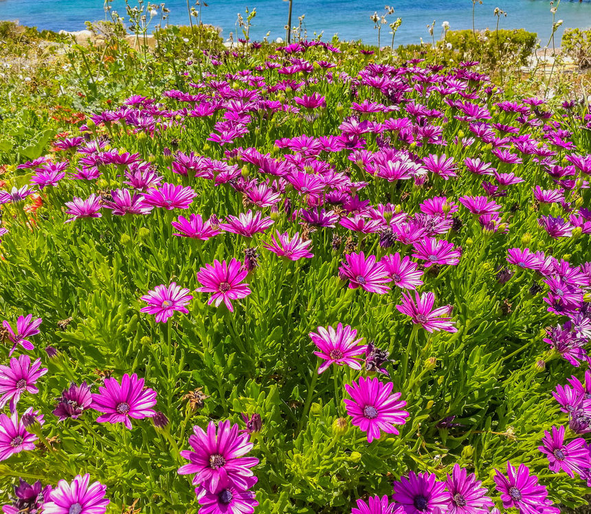 Диморфотека на Кипре: мечта ленивого садовода с глянцевыми лепестками: фото 10