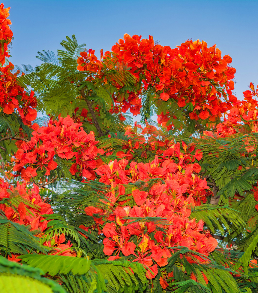 Делоникс королевский — прекасное цветущее дерево на Кипре: фото 13