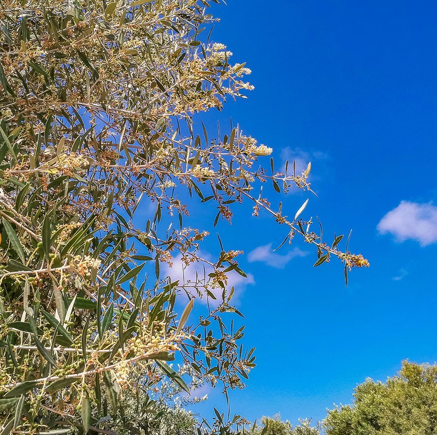 Топ-10 самых красивых и удивительных растений Кипра 2020 года: фото 12
