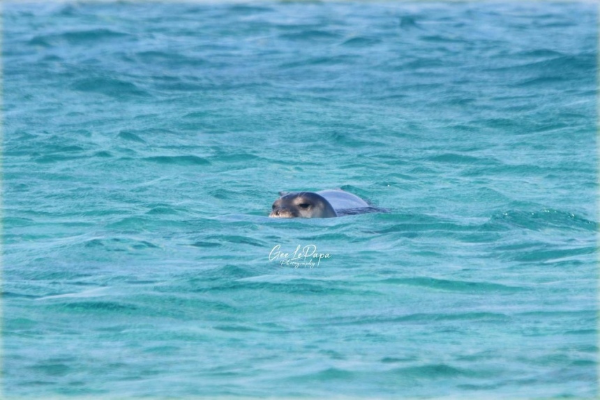 Тюлень-монах в Протарасе! (Фото): фото 9