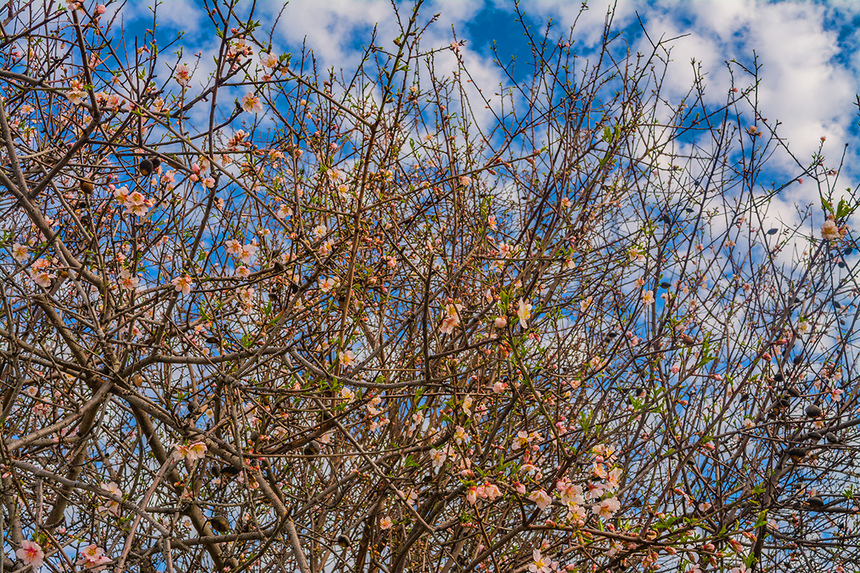 Цветение миндаля на Кипре — признак наступающей весны! : фото 29