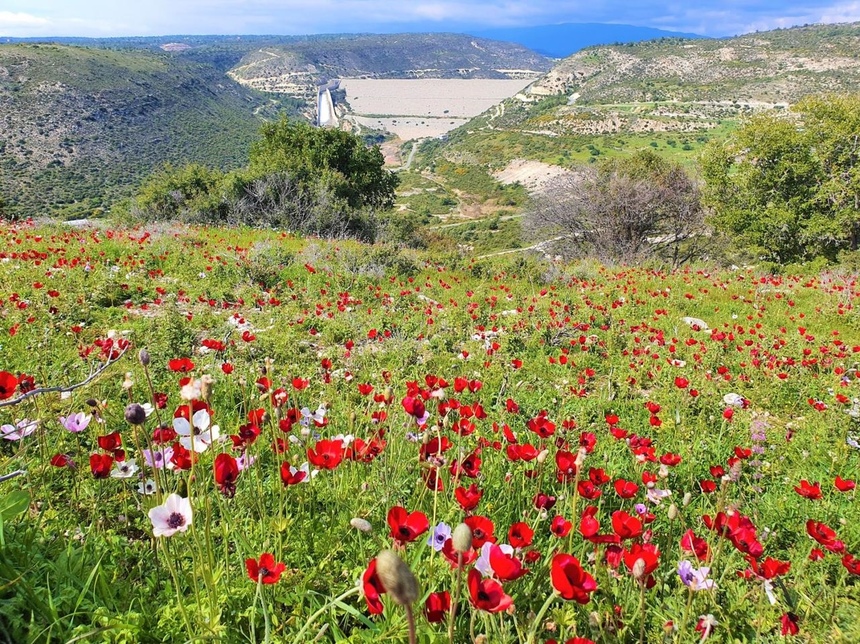 На Кипре расцвели потрясающие Анемоны: фото 11